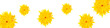 löwenzahn blumen gelb auf weissem hintergrund panorama large format