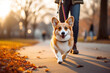Owner and Welsh Corgi on a leash walking in the park