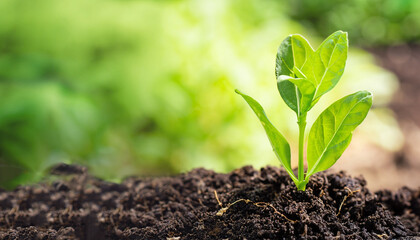 Green plant growing in good soil. Banner with copy space. Agriculture, organic gardening, planting or ecology concept. Young sprouts, seedlings growing. New life concept