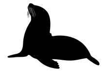 Sea Lion Silhouette Isolated. Vector Illustration