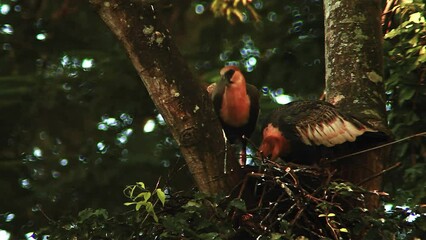 Buff Necked ibis couple eating bugs in nest in tropical forest, South America