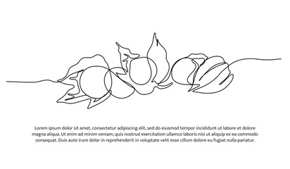 Wall Mural - Golden berry one continuous line design. Fruits symbol design concept. Decorative elements drawn on a white background.