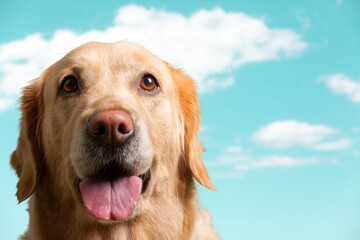 Canvas Print - Beautiful happy young dog posing