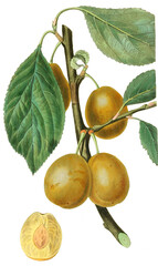 Wall Mural - Pflaume Weiße Kaiserpflaume, Prunus domestica
