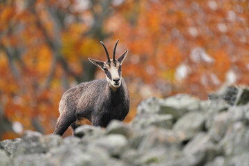 Sticker - Autumn scene with a horn animal. A chamois standing on the stone hill. Rupicapra rupicapra