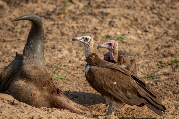 Two hooded vultures waiting at a buffalo carcass