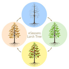 Wall Mural - Four seasons dahurian gmelin larch tree on a white background.