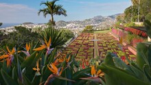 Gorgeous Sunny View Of The Diverse Vegetation Of The Island Madeira And Funchal City. Camera Moves Between Colorful Flowers In Botanical Garden Of Funchal, Madeira
