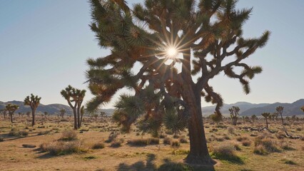 Fototapete - Sun breaks through the branches of Joshua tree in Joshua tree national park. Gimbal 4K shot
