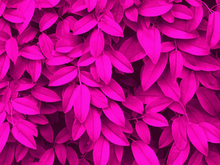  pink abstract background and wallpaper