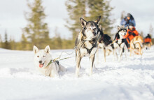 Tourists Sledding With Husky Dogs On Snowy Terrain