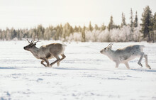 Reindeers Running In Snowy Field Under Sky