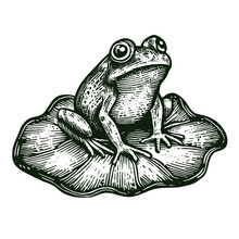 Frog On A Lily Pad Illustration