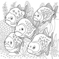 Wall Mural - Adult colouring page with piranha fishes. Outline intricate underwater design.