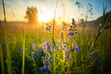Fototapeta Pomosty - Summer's Symphony: Blossoming Meadow Serenade in the Morning Light in Northern Europe