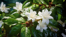 Blooming Coffee Flowers: Description: A Close-up Shot Of Delicate Coffee Flowers In Full Bloom. The Pristine White Flowers Contrast Against The Vibrant Greenery, 
