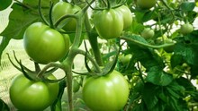 Cultivated Tomato Plants Growing On Branch In Greenhouse Interior. Harvest.