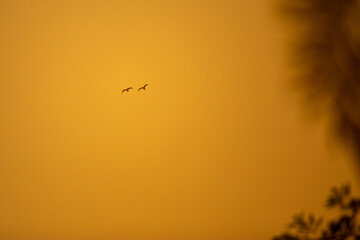 Wall Mural - two bird flying on the sky at evening or sunset time.