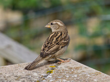 Female Sparrow On A Ledge