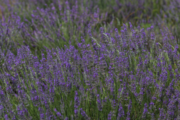 Wall Mural - lavender field in region