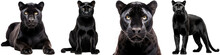 Collection Of Black Panther (portrait, Sitting, Lying, Standing), Big Cat Animal Bundle, Isolated On White Background As Transparent PNG