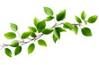 Leaves on branch isolated on transparent background , generative ai