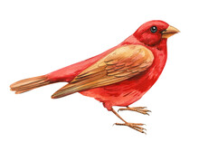 Red Bird On Isolated White Background, Watercolor Hand Drawn Realistic Bird. Australia Bird