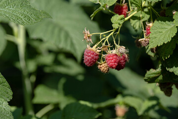 Wall Mural - Ripe raspberries on the branches of a bush.