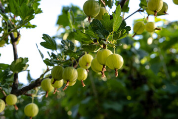 Sticker - Green ripe gooseberries on the branches of a bush in the garden.