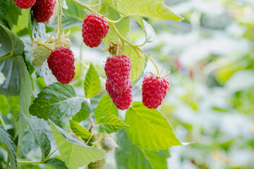 Wall Mural - Red ripe raspberry berry on the branches of a bush. A beautiful ripe berry.