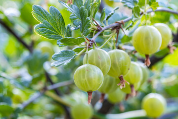 Wall Mural - Green ripe gooseberries on the branches of a bush in the garden.