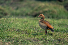 Egyptian Goose Stands In Profile On Grass