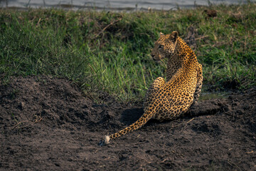 female leopard sits near river looking back