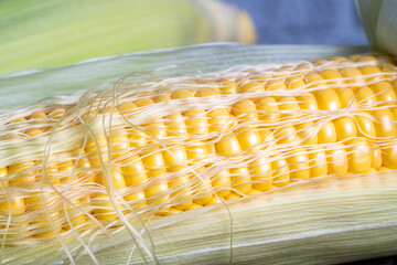 Sticker - Corn grains on the cob.