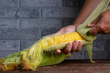 Wall Mural - Corn grains on the cob. Hands clean the leaves