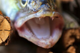 Fototapeta Paryż - Zander and his Teeth in detail, the Fish from freshwater Deep, Sander lucioperca