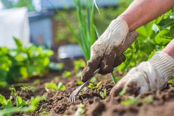 Weeding beds with agricultura plants growing in the garden. Weed control in the garden. Cultivated land close-up. Agricultural work on the plantation