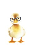 Fototapeta Zwierzęta - a duck wearing glasses
