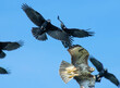 Common Buzzard (Buteo buteo) mobbed by Carrion Crows (Corvus corone) 