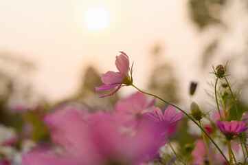 Wall Mural - Pink cosmos flower in the garden with sunset time