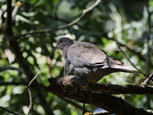 Dove In A Tree