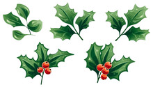 Christmas Holly Berry With Leaves. Christmas Plants. Christmas Decorations.