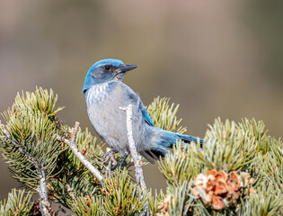 Wall Mural - woodhouse's scrub-jay