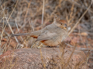 Wall Mural - canyon towhee in a colorado canyon
