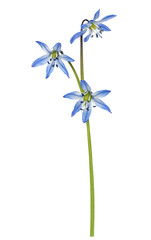 Wall Mural - Blue scilla flowers isolated on white or transparent background