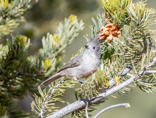 Wall Mural - juniper titmouse