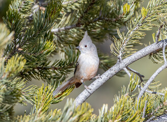 Wall Mural - juniper titmouse