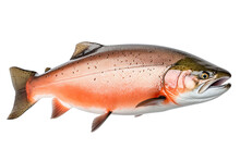 Atlantic Salmon Fish Isolated On Transparent Background.  AI Generative Illustration