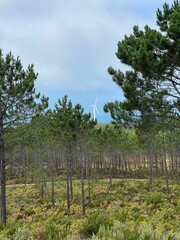 Sticker - AI generated illustration of a windmill standing tall behind a pine forest