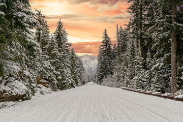 Wall Mural - A snow covered road through a mountains pine forest with trees covered in snow.